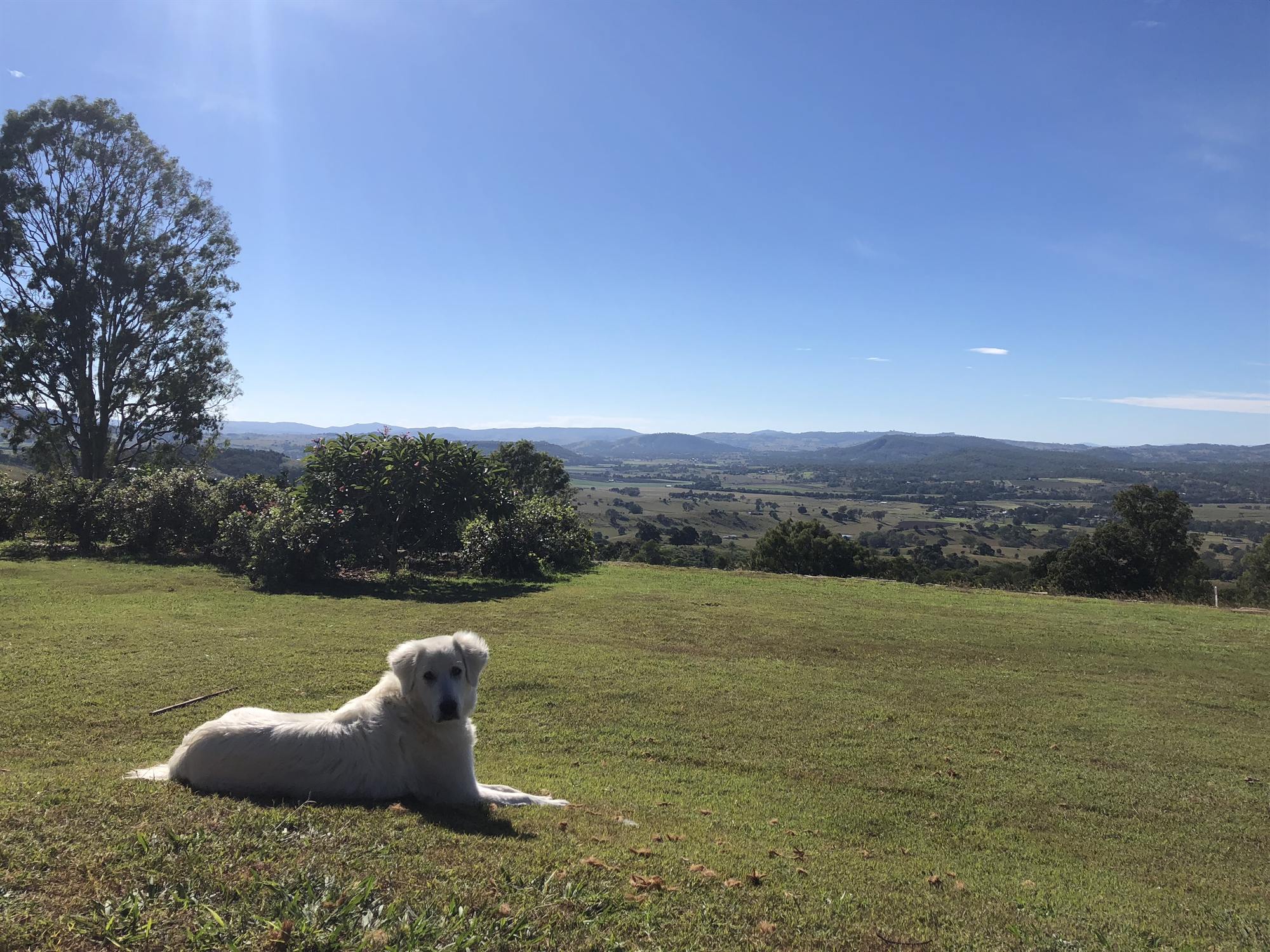 White Maremma guardian dog resting safely on a large rural property with sweeping valley views, kept secure by a DogWatch Hidden Fence with no visible fencing