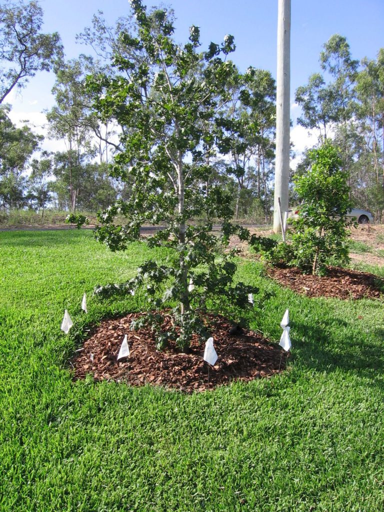 wireless dog fence installation