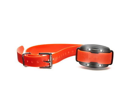 best dog training collar