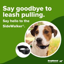 electric dog collars New Zealand