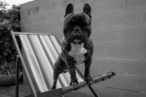 Bark Collar Brisbane available through Hidden Fence