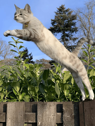 Prevent Cats Escaping with a DIY Pet Fence designed especially for cats.
