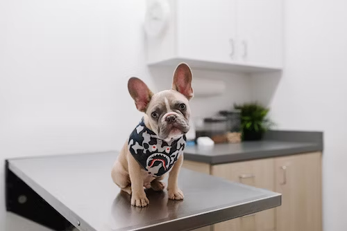Do vets recommend bark collars?