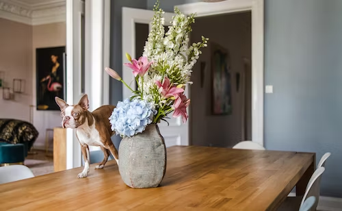 A Wireless Dog Fence Will Keep Your Dog Off The Table