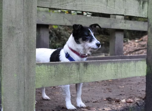 You might need a better fence! Consider professional
dog fence installation by Hidden Fence.