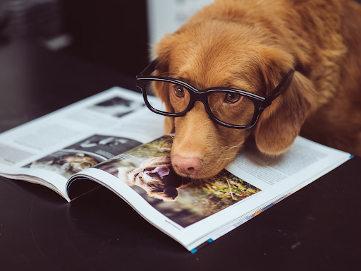 How to stop a dog barking research