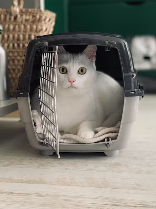Cat Containment Systems in Brisbane
