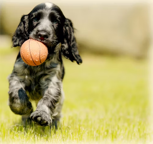 Portable Containment System to Keep Your Dog Safe