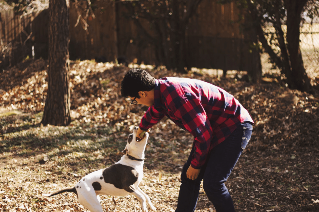Provide Your Dog With Stimulus