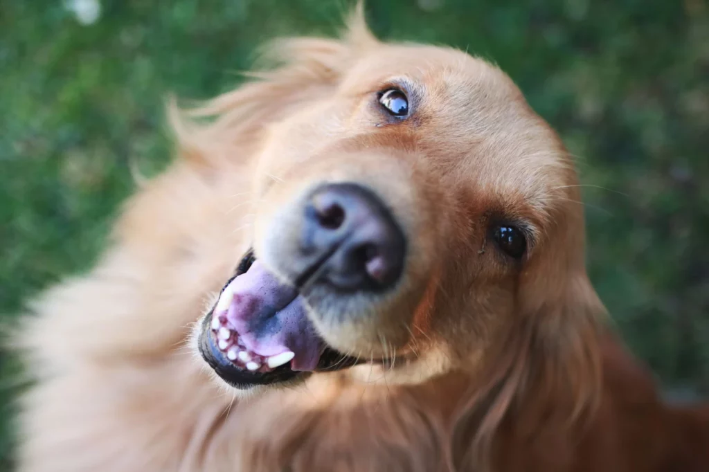 Bark Collar