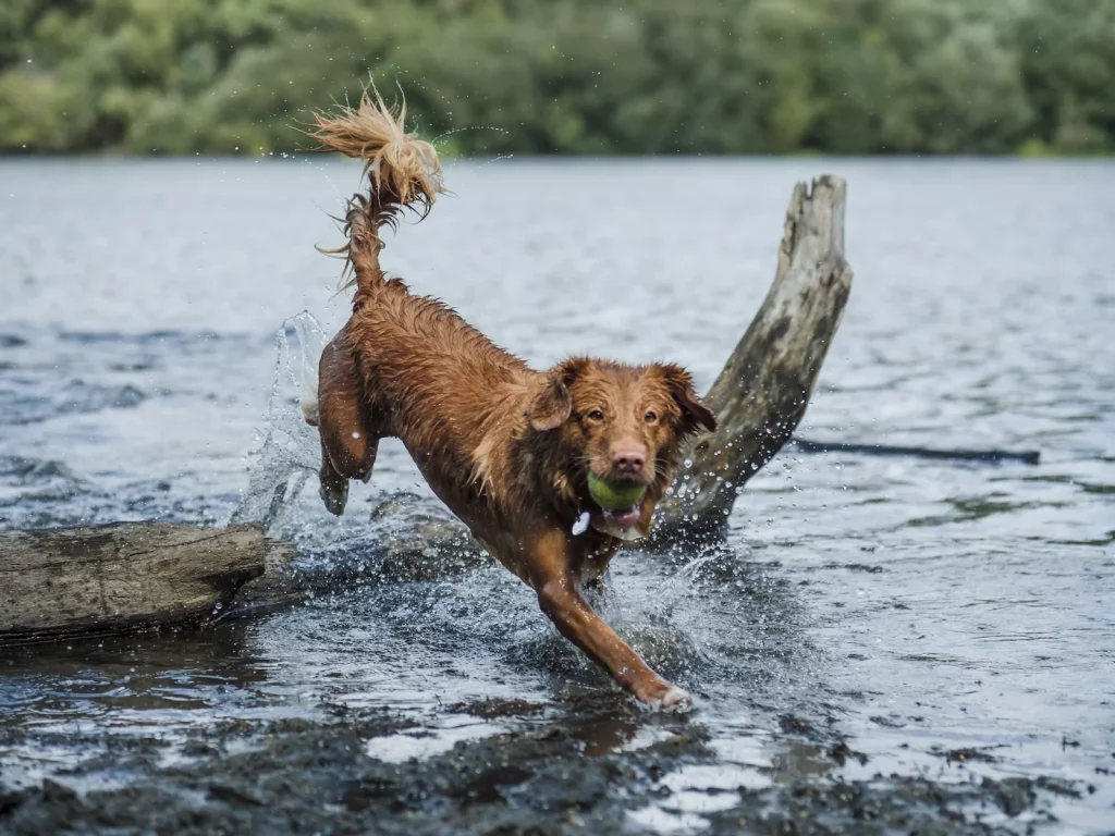 Waterproof Bark Collar