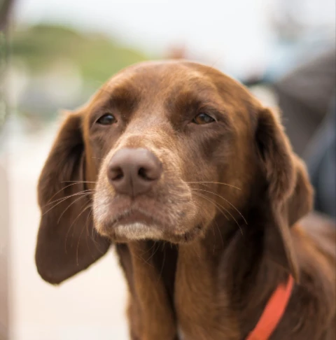 anti-bark collar
