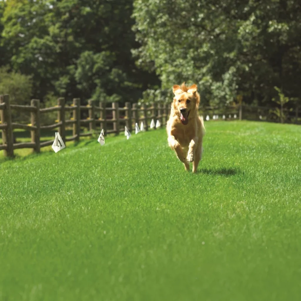 dog boundary collar