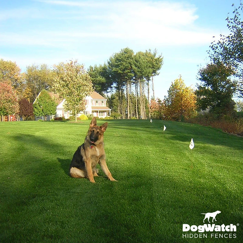 dog watch invisible fence batteries