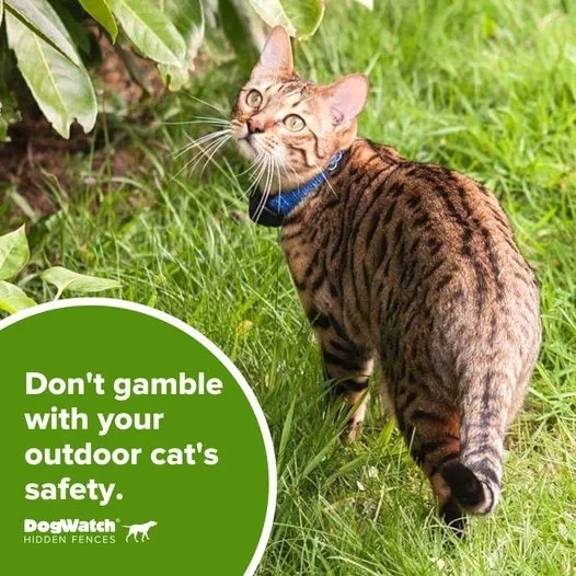 electric fence for cats