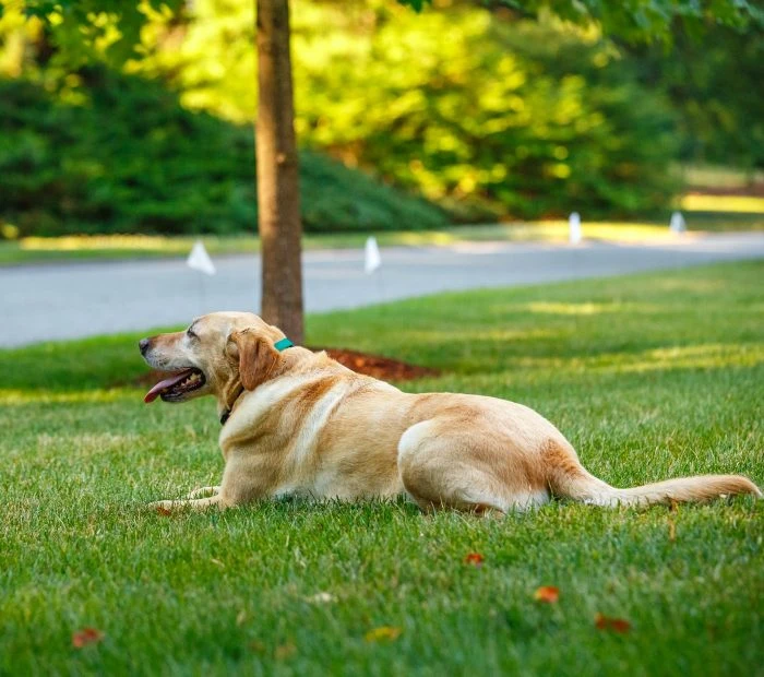 dogs and electric fences