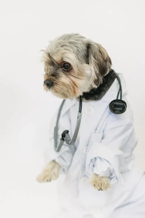 dog e-collar
