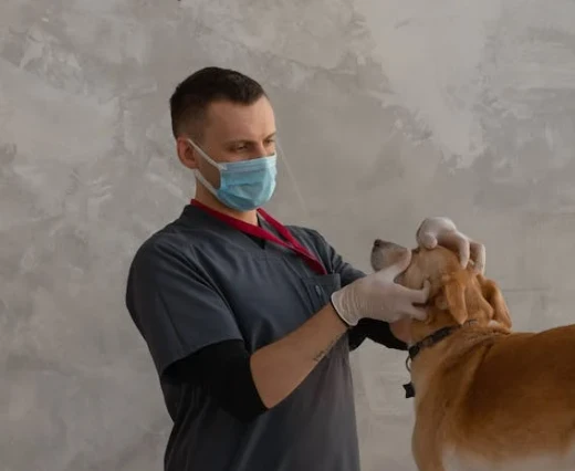 dog e-collar
