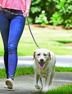 dog collars New Zealand