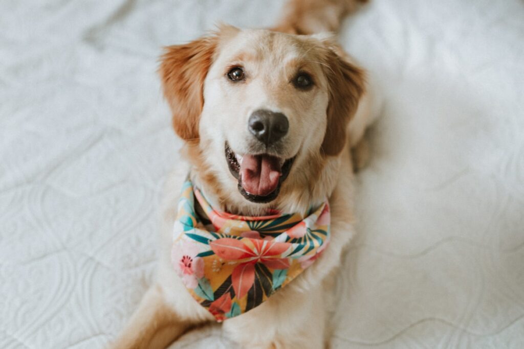 Bark Collar