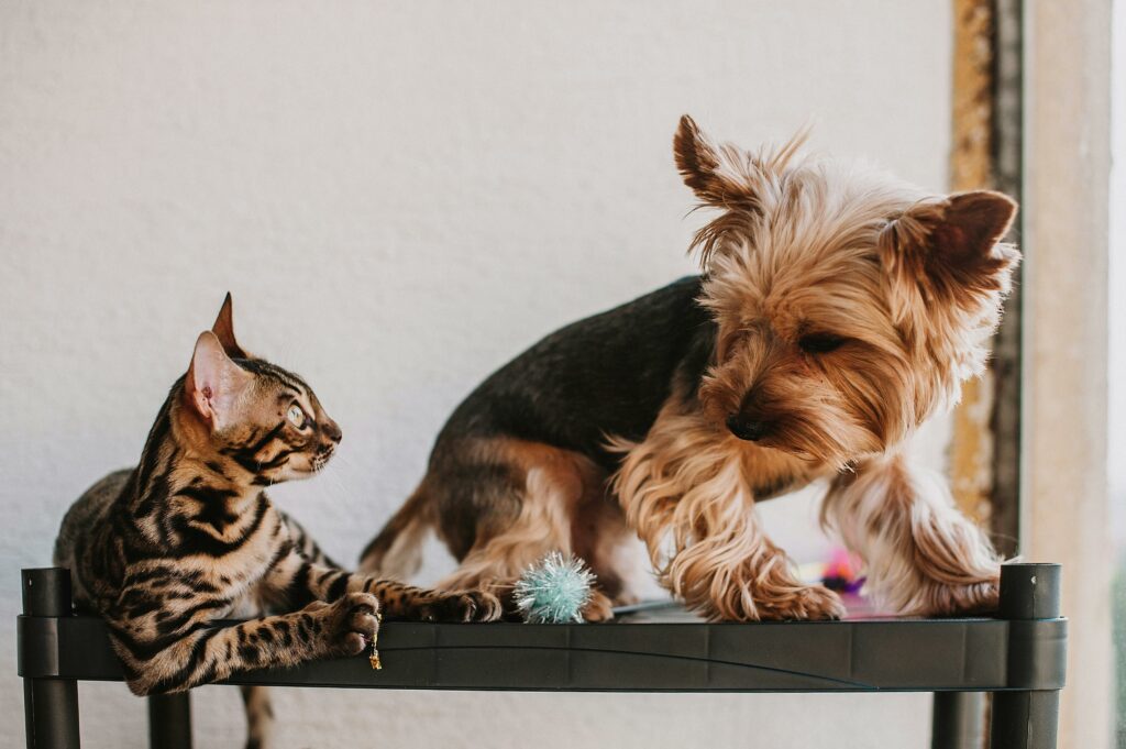 Indoor pet fence