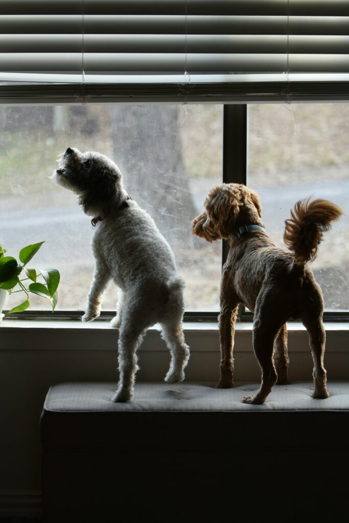 Dog barking