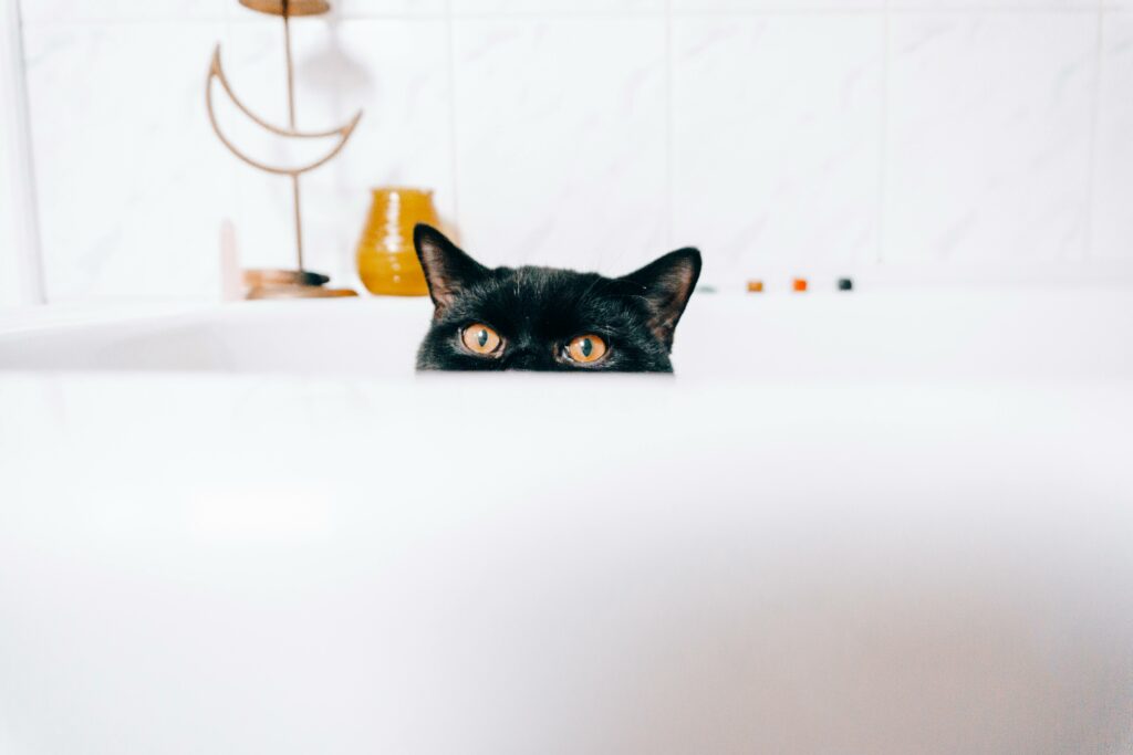 Indoor cat fence