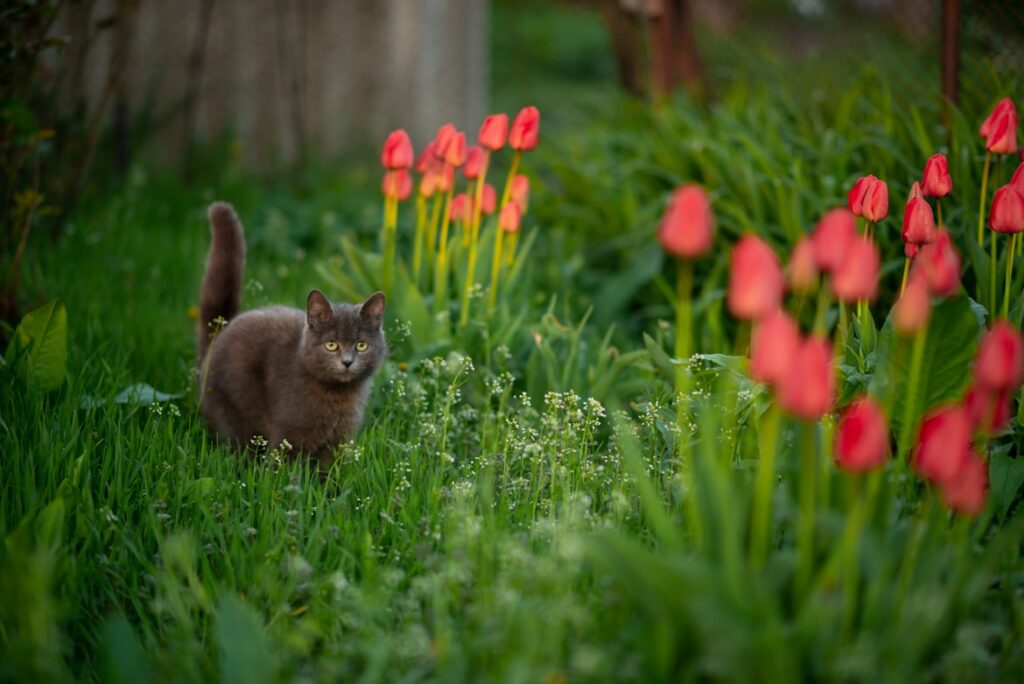 Outdoor Cat Fence