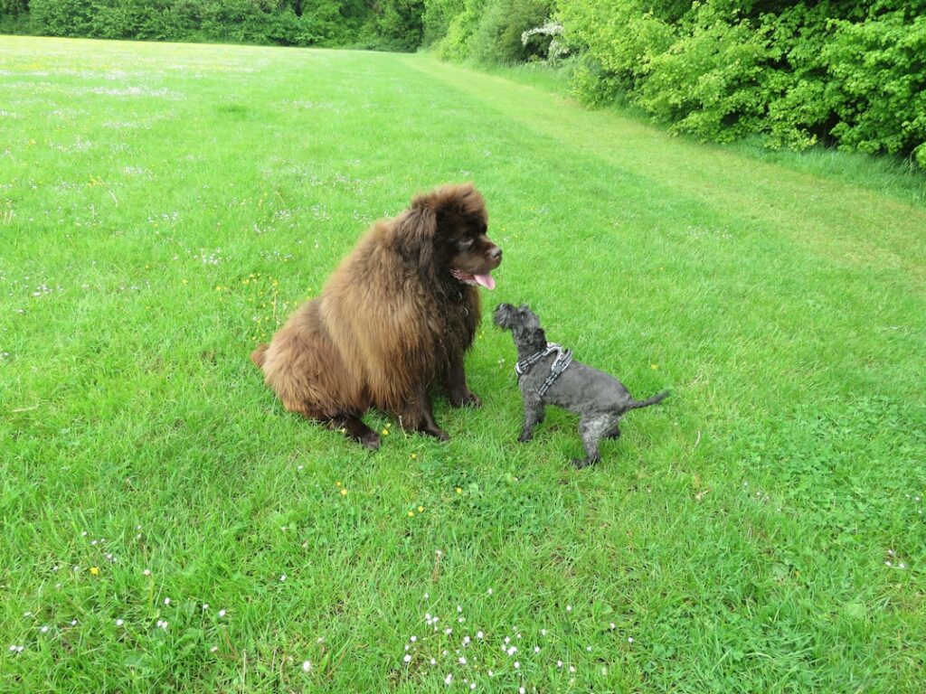 Best fence for big dogs and little dogs