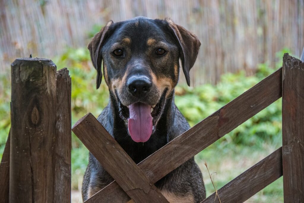 Best fence for dogs