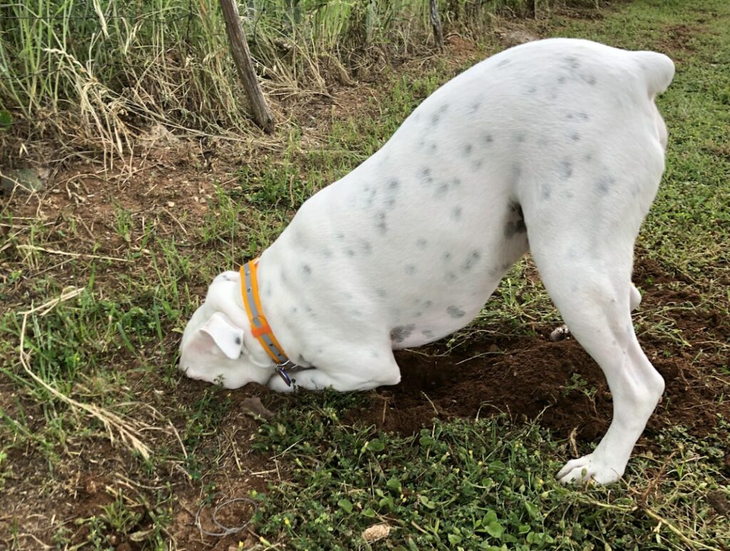 dog friendly garden