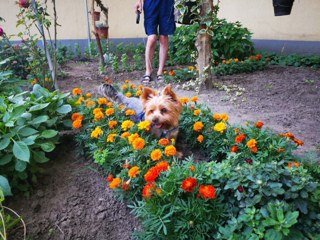 The best fence for dogs takes into account their specific size, temperament, and behavioural characteristics.
Small Dogs (Under 10kg)
Small breeds present unique challenges that surprise many owners. While they can't jump high fences, they can:
Squeeze through narrow gaps in traditional fencing
Dig small tunnels that go unnoticed until escape occurs
Become targets for predatory birds or larger animals if left unsupervised near open fence lines
Small dogs often have strong prey drives and will pursue wildlife through any available opening.
Medium Dogs (10-25kg)
This diverse size category includes many of New Zealand's most popular breeds. Medium dogs typically combine athletic ability with intelligence, making them capable escape artists. They're large enough to jump moderate fences, strong enough to dig effectively, and clever enough to identify and exploit weak points in physical barriers.
Large Dogs (25kg+)
Large breeds bring power and reach that traditional fencing struggles to contain. They can:
Lean heavily against fence panels, gradually loosening posts
Jump from standing positions without requiring a running start
Push through gates or damaged sections
See over many standard fence heights, increasing fence-line reactivity
Behaviour-Based Considerations
Beyond size, your dog's personality and behaviour patterns significantly impact fence effectiveness.
Visual Reactivity: Dogs who bark at everything they see beyond the fence often experience reduced stress when visual barriers are eliminated. Without constant visual stimulation triggering reactive responses, many dogs become calmer and quieter.
Wanderlust: Some dogs have strong roaming instincts. Breeds developed for hunting, herding, or guarding may view property boundaries as suggestions rather than rules. These dogs require containment solutions that actively reinforce boundary training rather than simply presenting physical obstacles.
Social Motivation: Dogs who escape to visit neighbours, other dogs, or children need containment that works regardless of the level of distraction. The excitement of social opportunities often overrides respect for physical barriers.
Prey Drive: Dogs who chase wildlife require boundaries that function effectively even when the dog is in full pursuit mode. A split-second distraction can lead to tragedy if containment depends solely on physical barriers with exploitable gaps.
How Yard Layout Affects Fence Choices