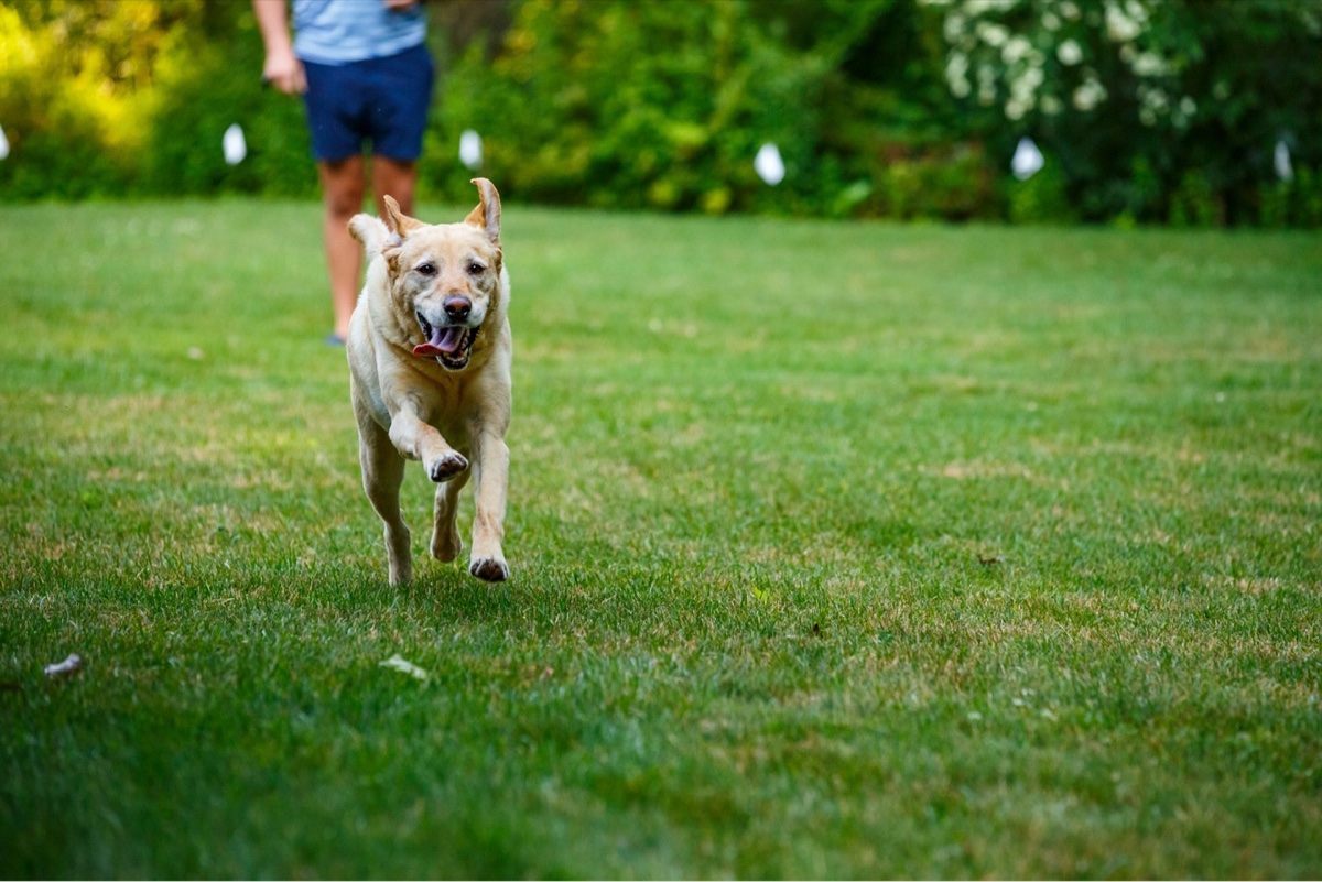 Happy Labrador running inside a Hidden Fence boundary marked with training flags