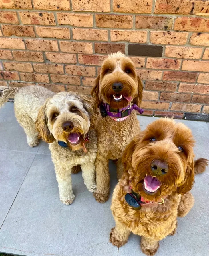 Customer photo from Piper Plummer’s Hidden Fence review